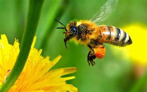 медоносные пчелы как биоиндикаторы